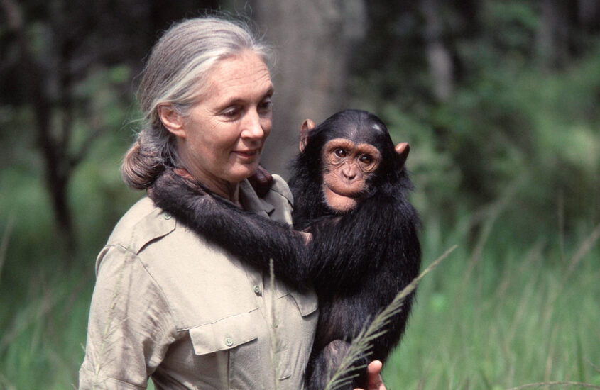 Jane Goodall: la voz que nunca se calló